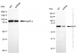 KD-Validated Anti-Ku70 Rabbit Monoclonal Antibody